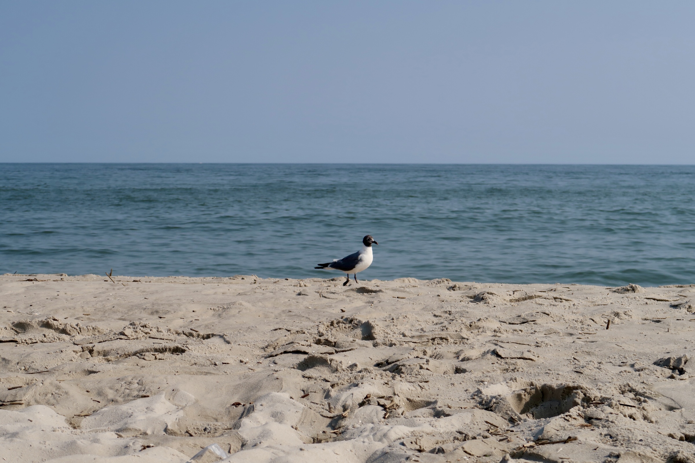 Seagull on the beach