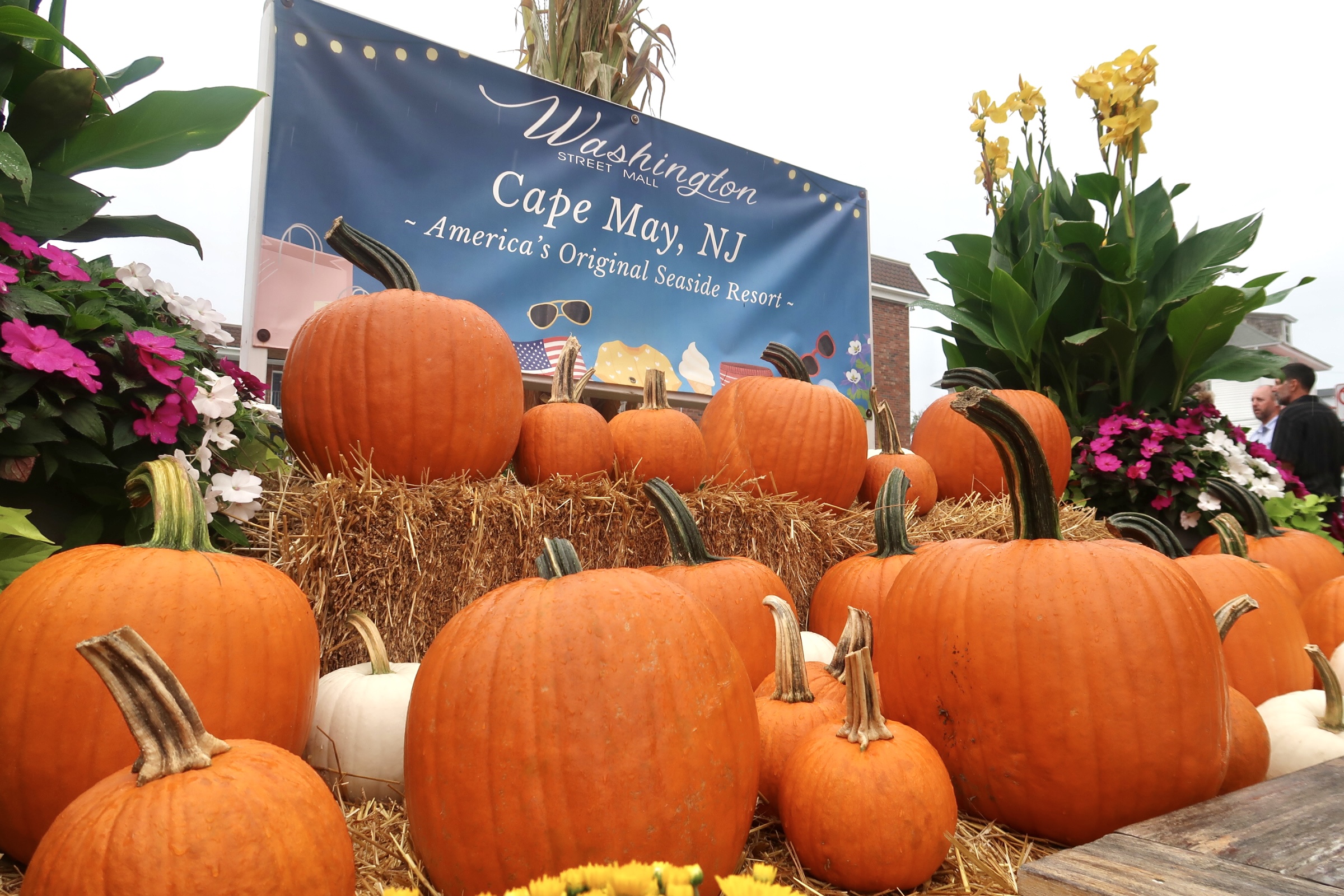 Pumpkins atWashington Street Mall display