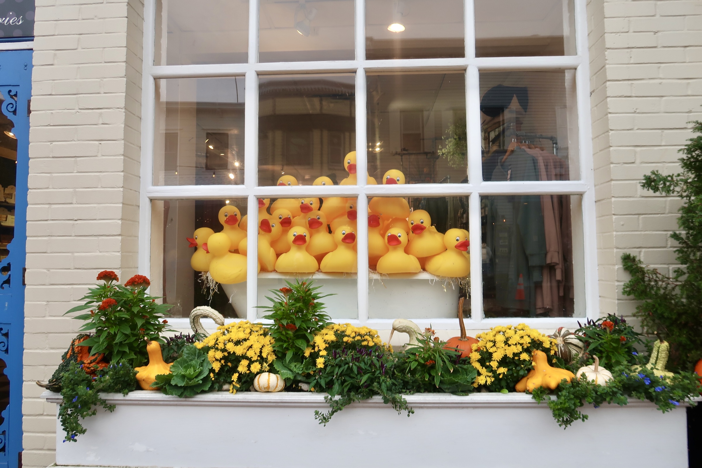 Bath Time ducks in the window fall decor in flower box