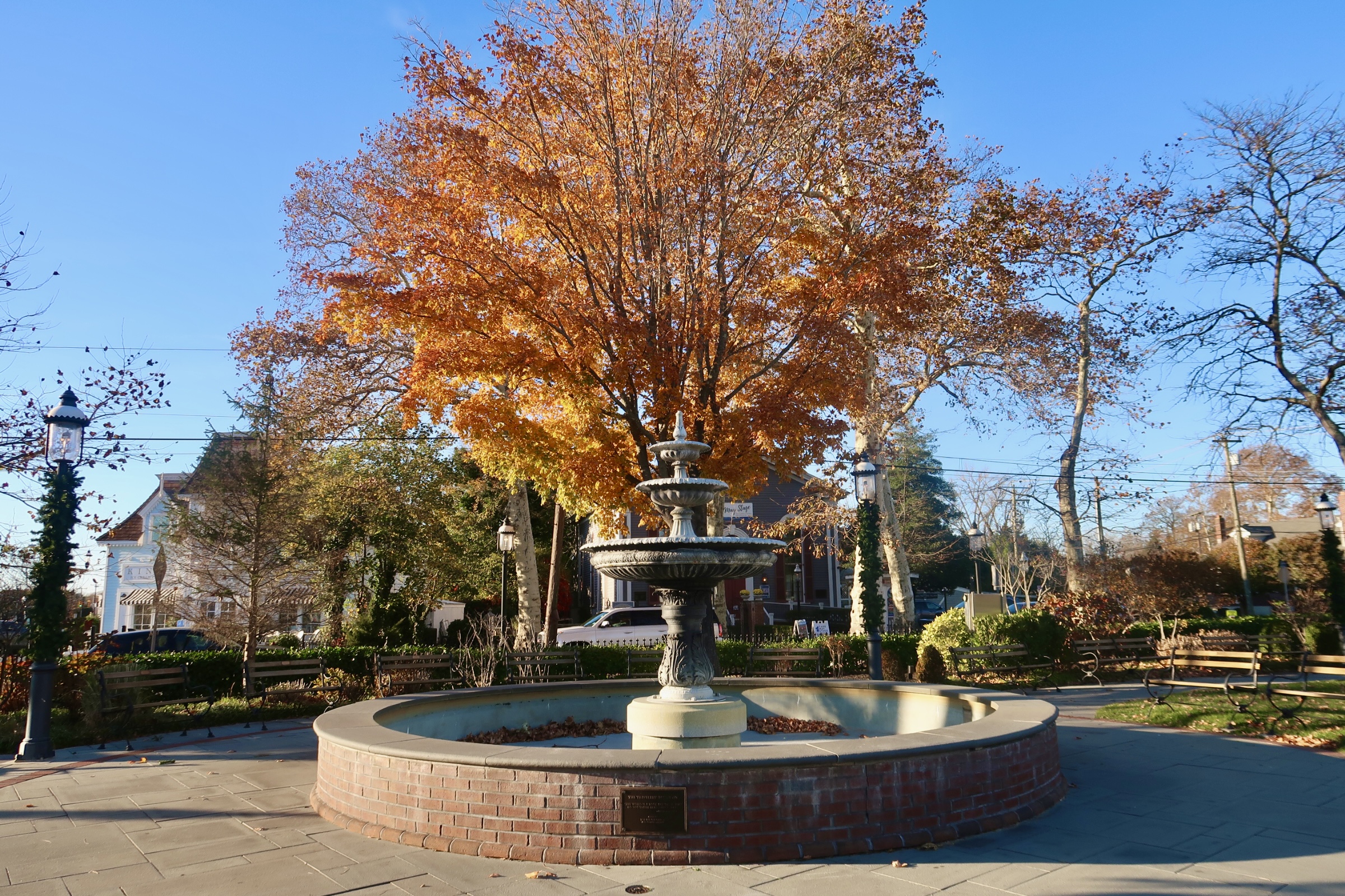 big orange tree in Rotary Park