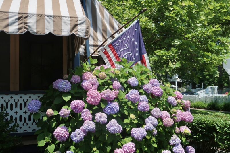 Hydrangea bush with old american flag
