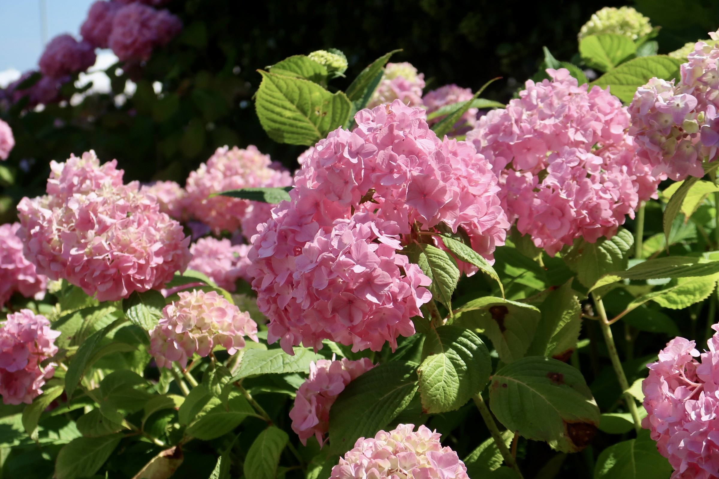 Pink hydrangeas in full bloom in summer