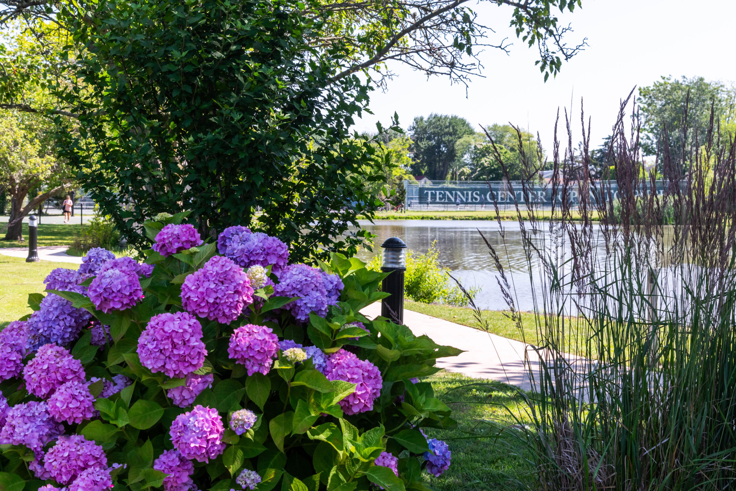 A wide view of hydrangea in front of the lake at Kiwanis Community Park. The hydrangea are pink and purple. The sun is shining bright on the lake and park.