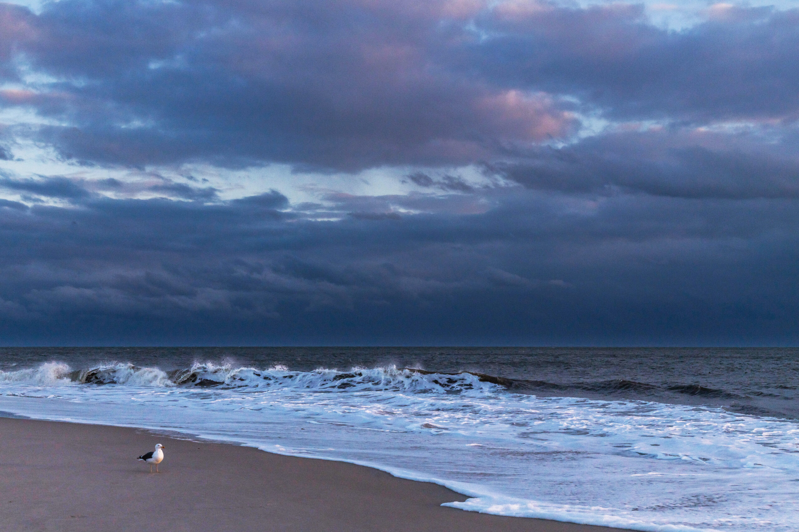 Dark blue clouds in the sky with a few pink highlights. There is a seagull on the beach and a wave is crashing in the ocean.