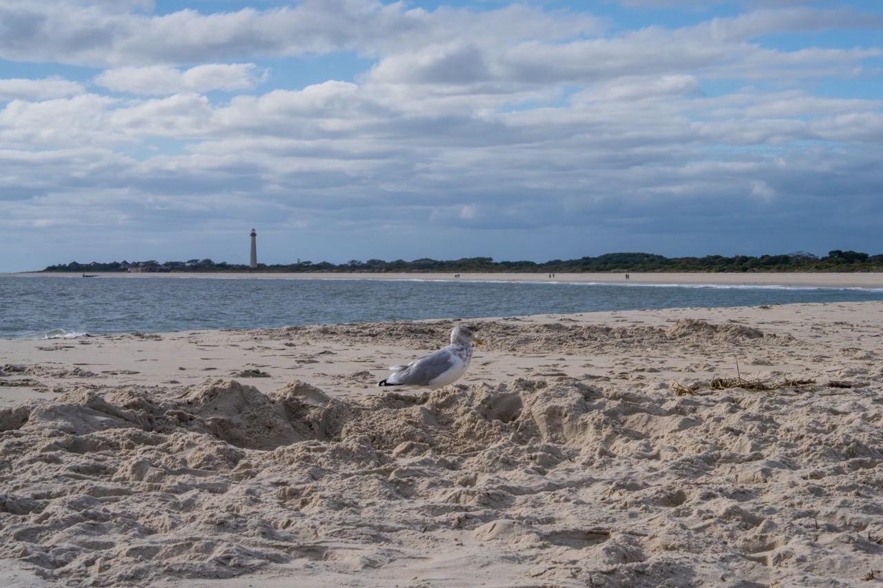 The Seagull is Waiting For You on The Cove Beach