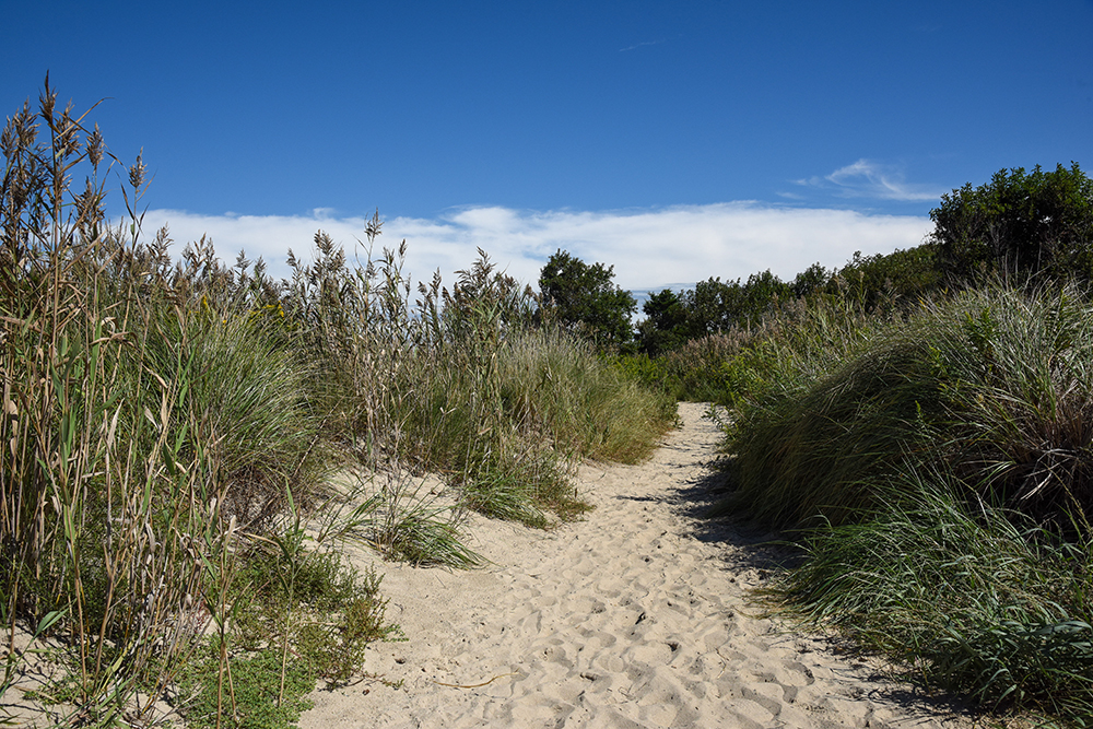 A sand path at Higbee Beach