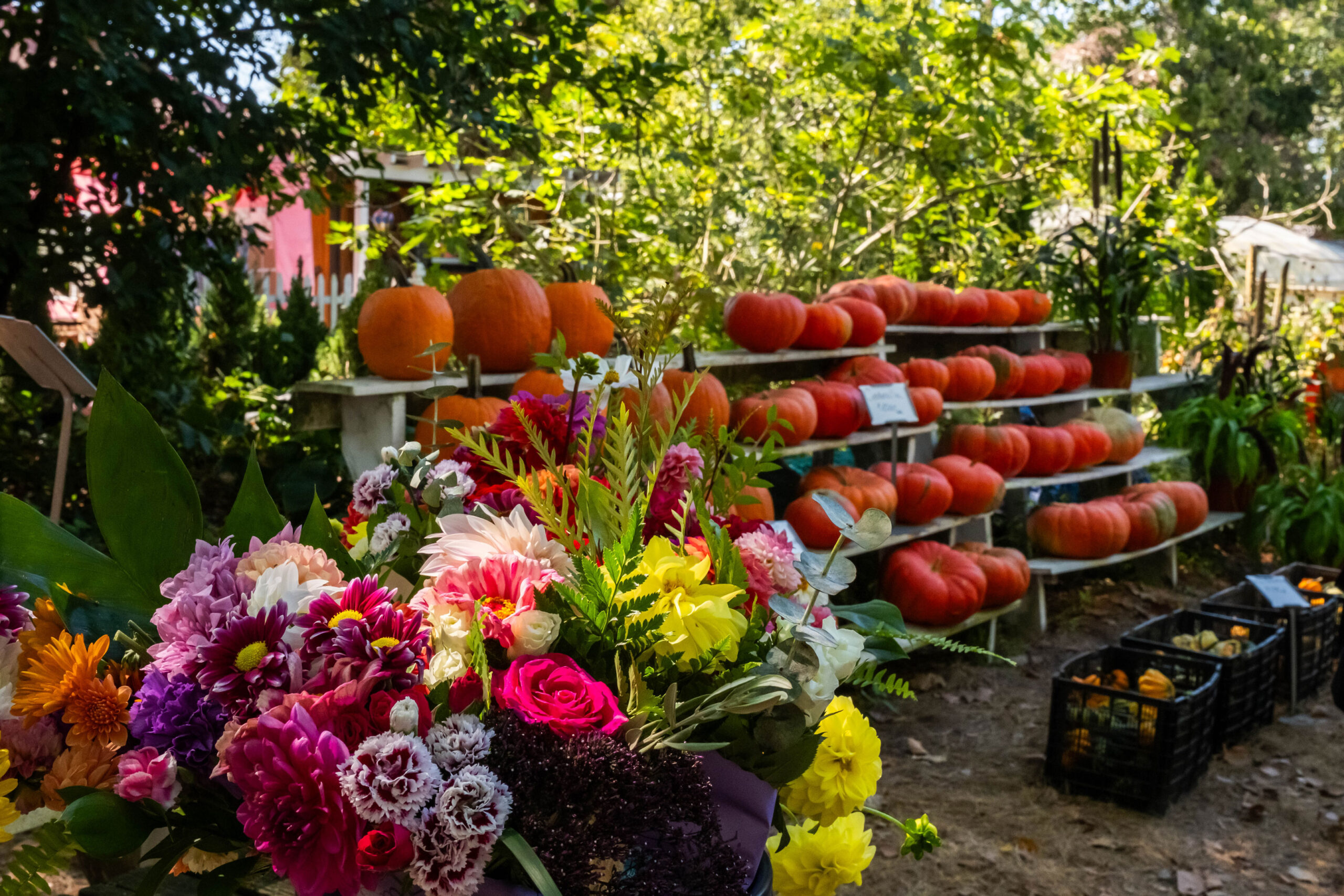 Colorful pink, yellow, purple, and white flowers in front of a stand of cinderella orange pumpkins. There is greenery behind the pumpkins, and the sun is shining.