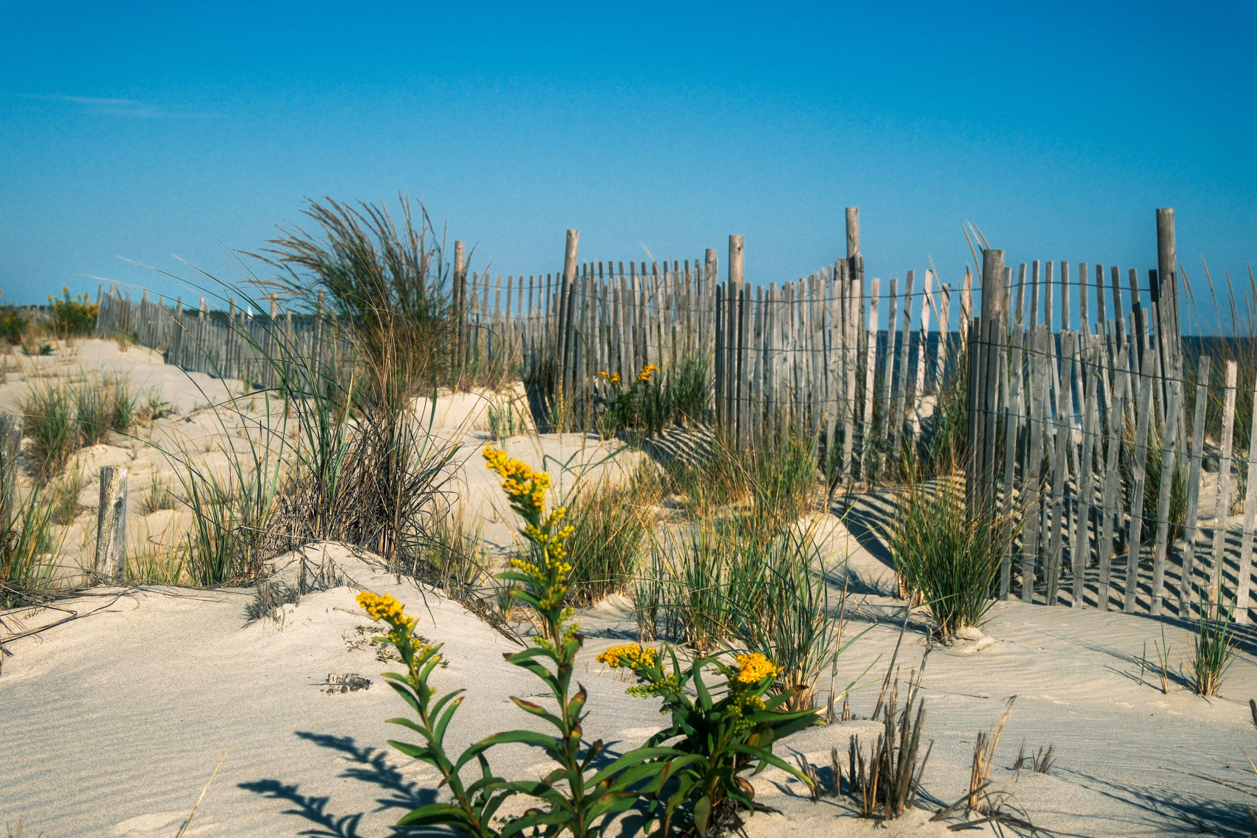 A wide view of the beach dunes on a clear day. There is a goldenrod flower close up, with the beach fence in the background and a clear blue sky.