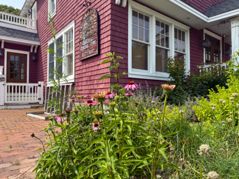 Echinacea Purpurea blooming in front of the red shingles of the Cape May Point General Store.